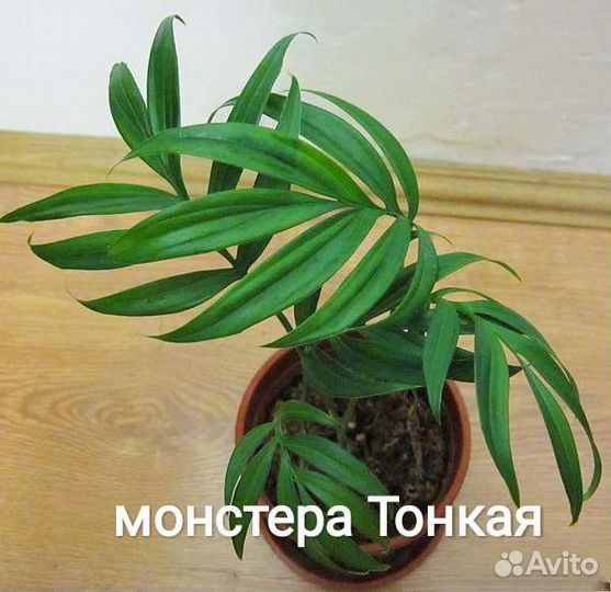 Кобра белая,Монстеры,сциндапсусы,лианы