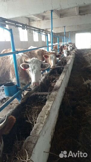 Нетель породы 