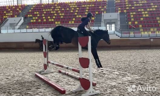 Жеребец на продажу