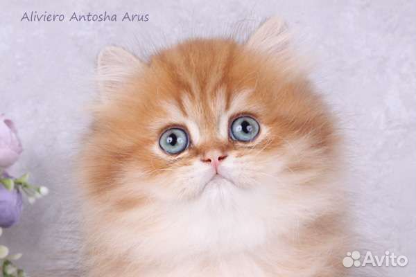 Британский мальчик. Шоколадная золотая шиншилла