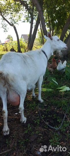 Зааненская коза