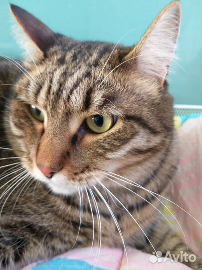 Кот Симба в добрые руки