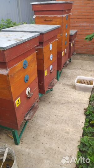 Пчелы с ульями