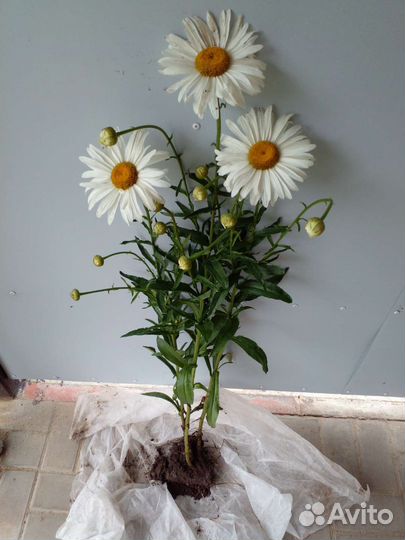 Садовая ромашка.Жемчужная ромашка.Голубая ромашка