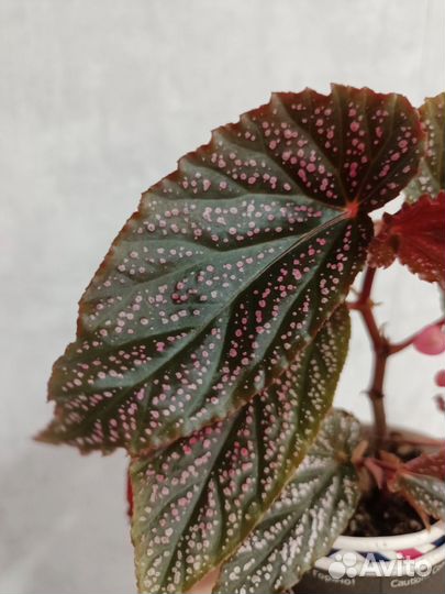 Бегония кейн