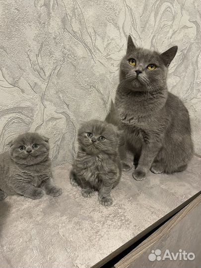 Британская