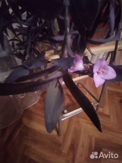 Традесканция фиолетовая