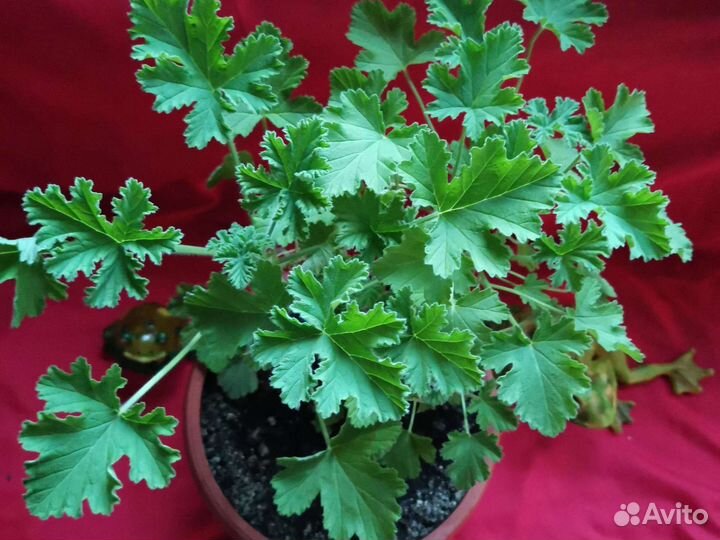 Герань пеларгония душистая