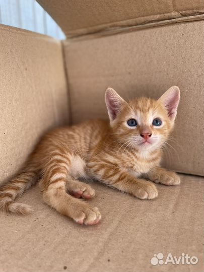 Рыжие котята в добрые руки 1 месяц