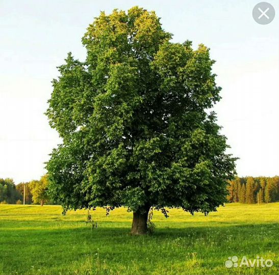 Саженцы липы