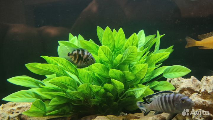 Цихлиды мальки