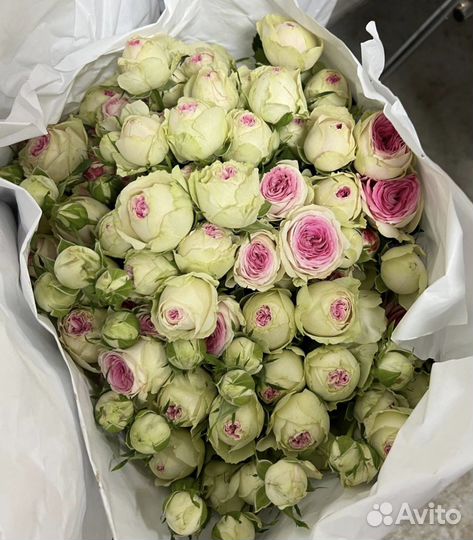 Пионы оптом Цветы оптом