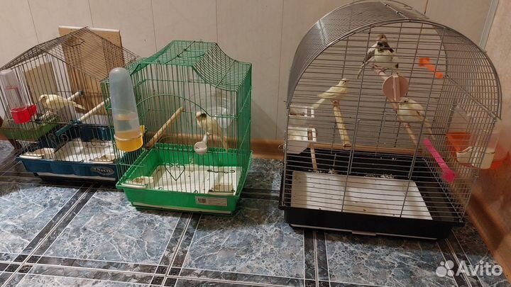 Кенары и канарейки от заводчика
