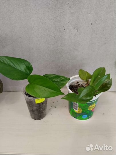 Цветы по 50 р