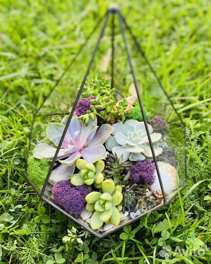 Капля с суккулентами