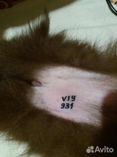 Клеймение щенков, собак, выезд к пометам спб и ло