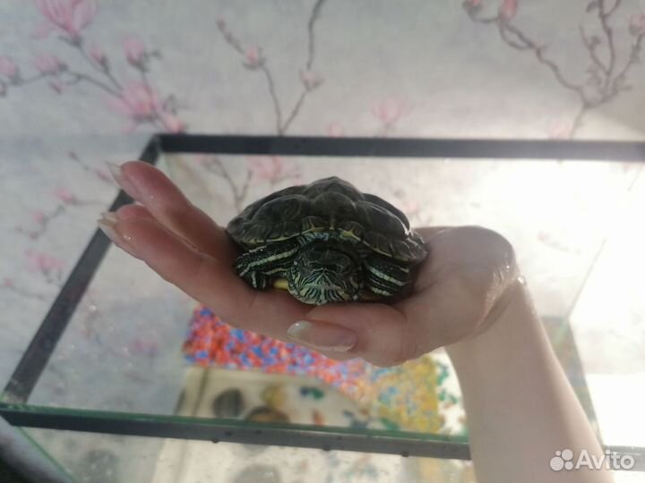 Аквариум с красноухой черепахой