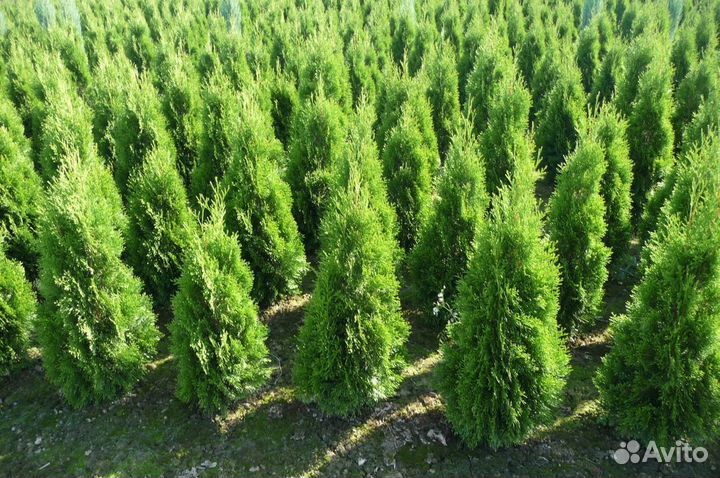 Туя Брабанд