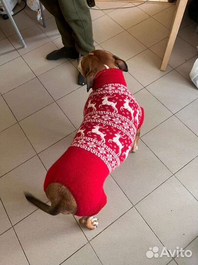 Одежда для крупных собак