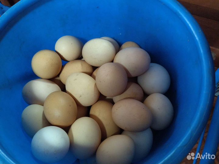 Домашние куриные яйца