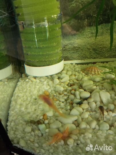 Рыбка сом-анцитрус в ваш аквариум