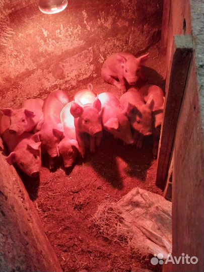 Поросята Дюрок, ландрас