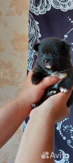 Щенки шпица