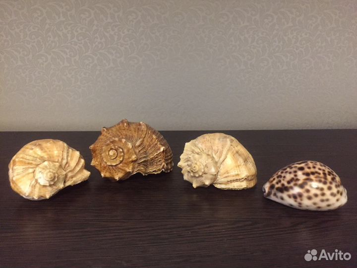 Набор ракушек в подарочной коробке