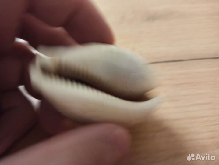 Морская раковина