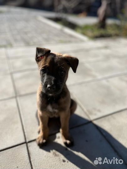 Дрессировка собак