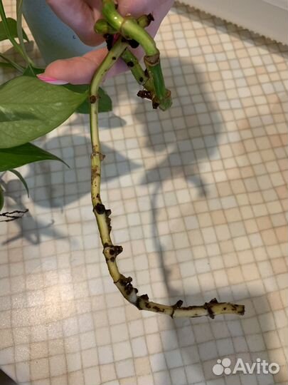 Сциндапсус золотистый