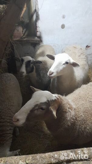Овцы катумские, бараны, курдючные
