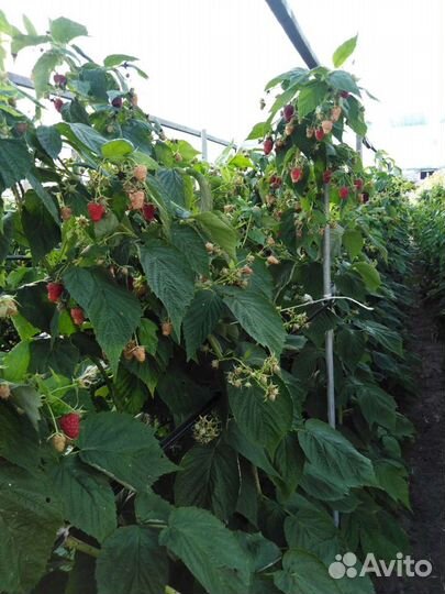 Саженцы малина Феномен и др