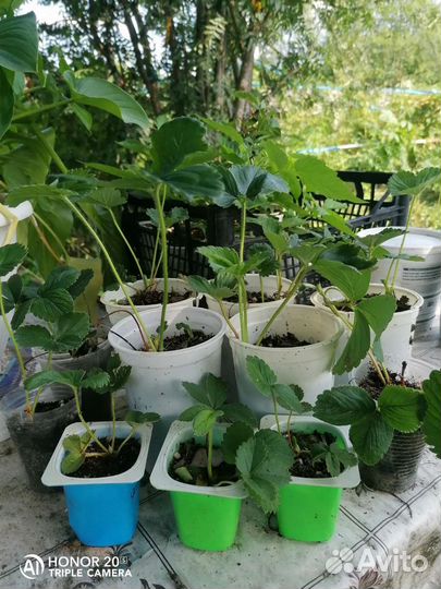 Рассада клубники