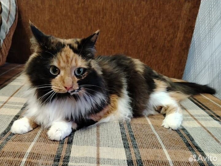Кот и кошка в добрые руки