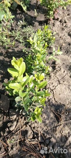 Самшит, эстрагон, мелисса, полынь