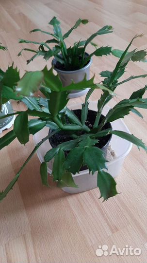 Цветок декабрист