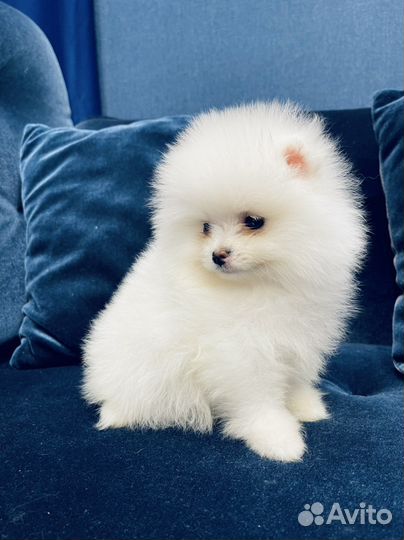 Щенки померанского шпица