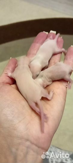 Крысята дамбо