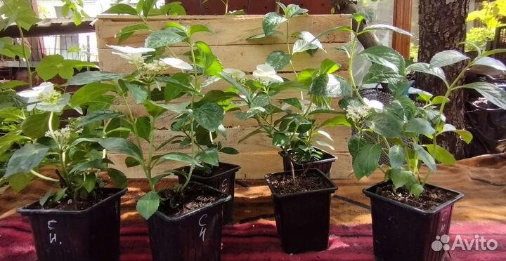 Саженцы гортензии 