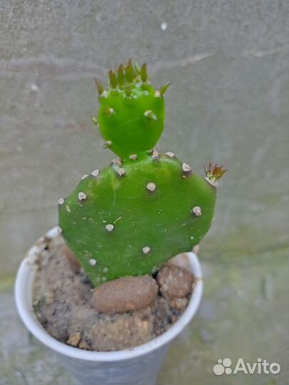 Подарок для садомазо