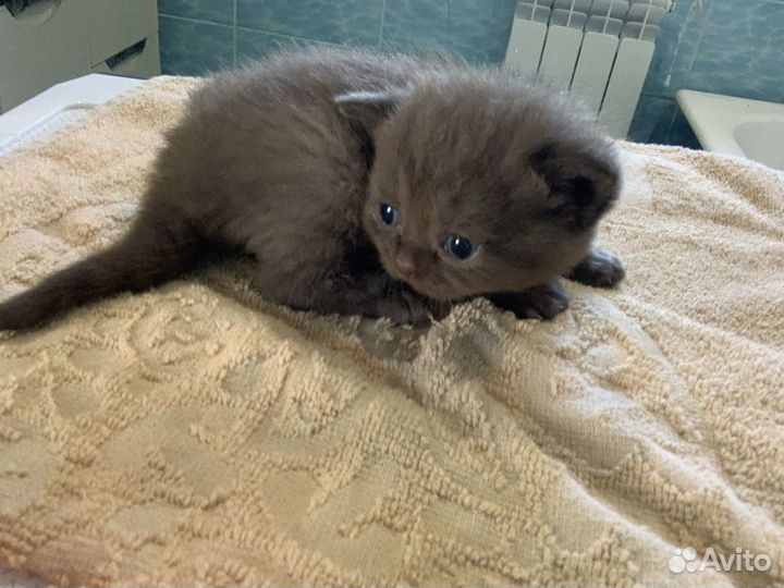 Британские котята