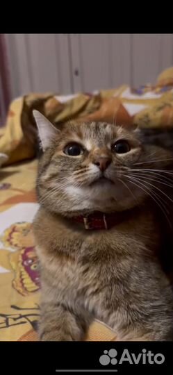 В добрые руки