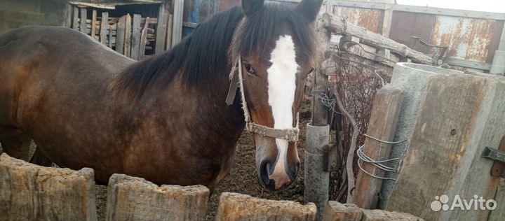 Продам лошадь