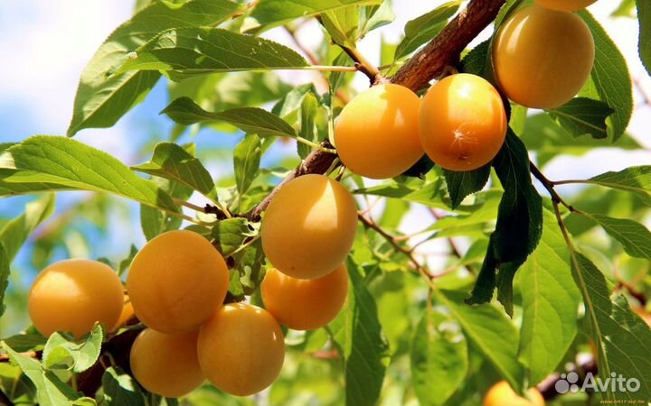 Саженцы абрикоса