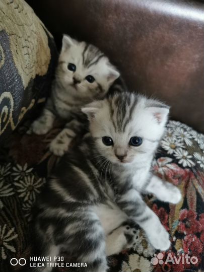 Британские котята короткошерстные