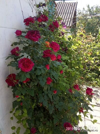 Английская роза Фишерман Френд