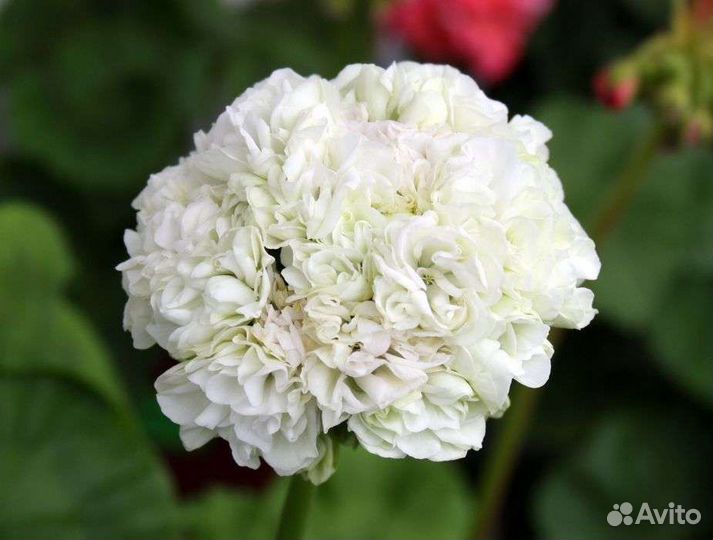 Пеларгония Kronprinsesse Mary