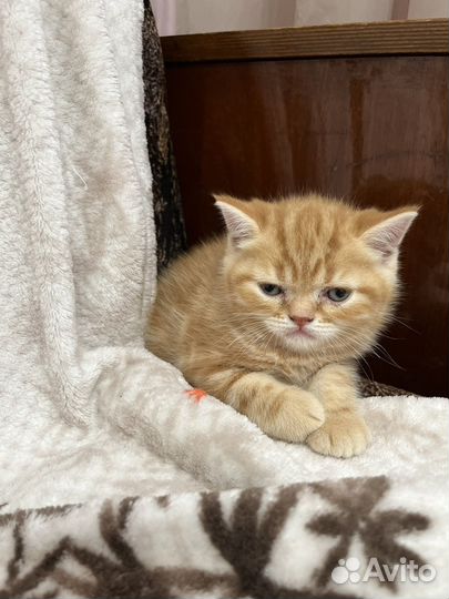 Рыжие котята