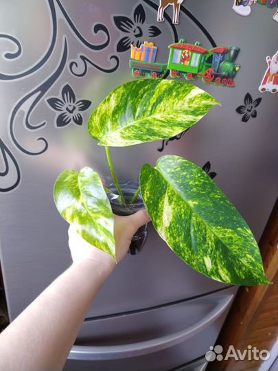 Эпипремнум Yellow Flame